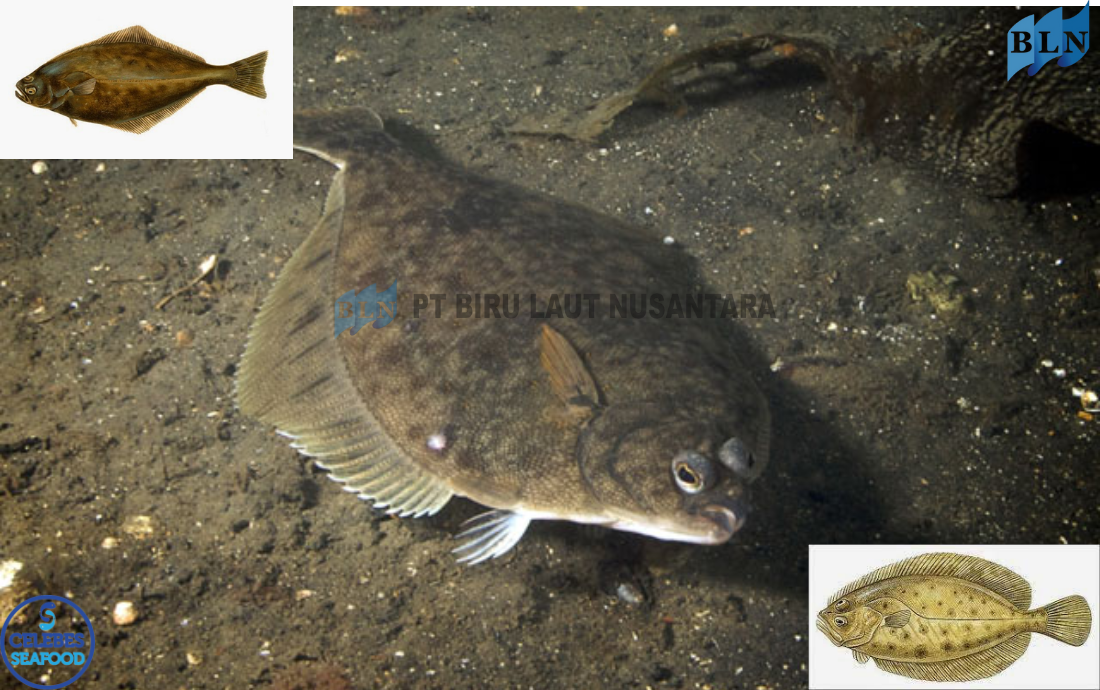 The Origins of Halibut: Uncovering the Story Behind the Flatfish  Introduction